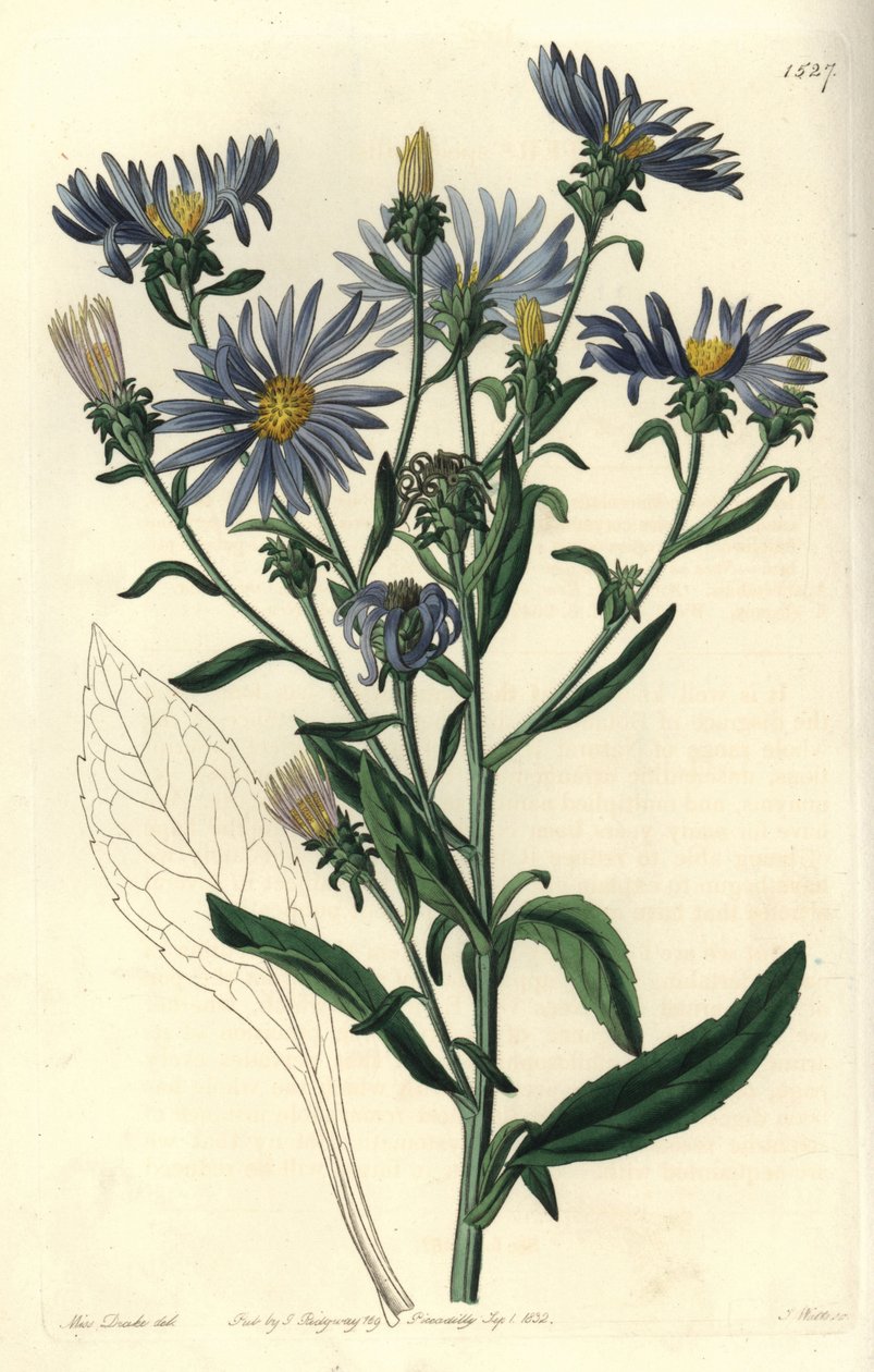 Snygg aster, Aster spectabilis. Handkolorerad kopparstick av S. Watts efter en illustration av Miss Sarah Drake från Sydenham Edwards