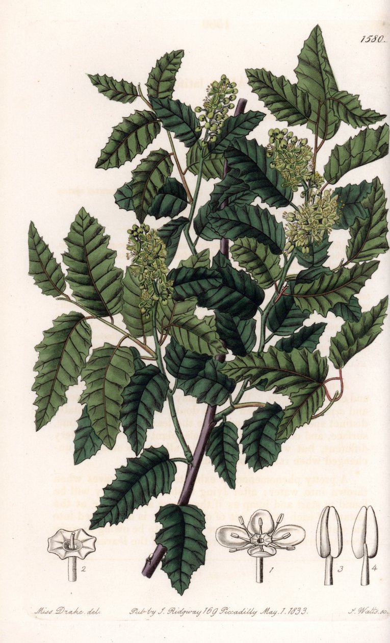 Buske Schinus latifolia, Pepper Variety - Tallrik graverad av S.Watts, från en illustration av Sarah Anne Drake (1803-1857), från Botanical Register of Sydenham Edwards (1768-1819), England av Sydenham Teast Edwards