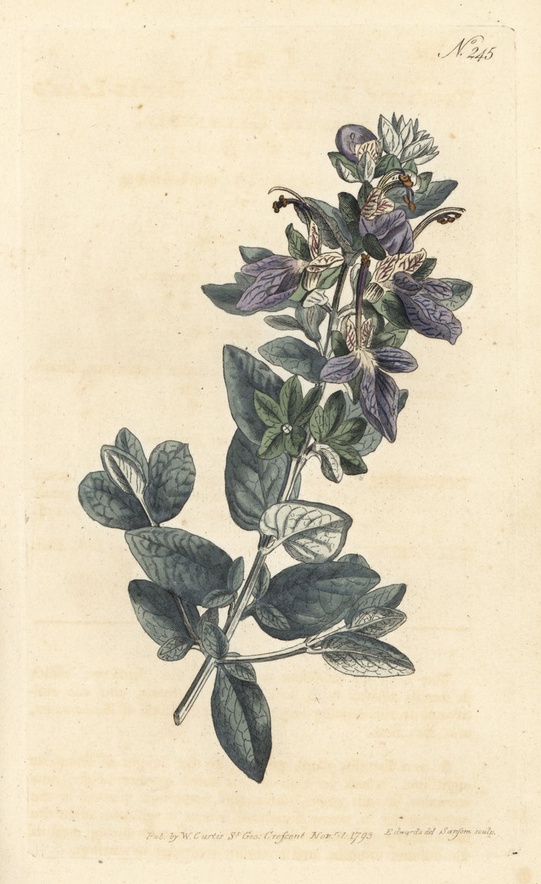 Buskig germander, Teucrium fruticans (Teucrium latifolium) - Handfärgad kopparstick av Sansom efter en illustration av Sydenham Edwards från William Curtis