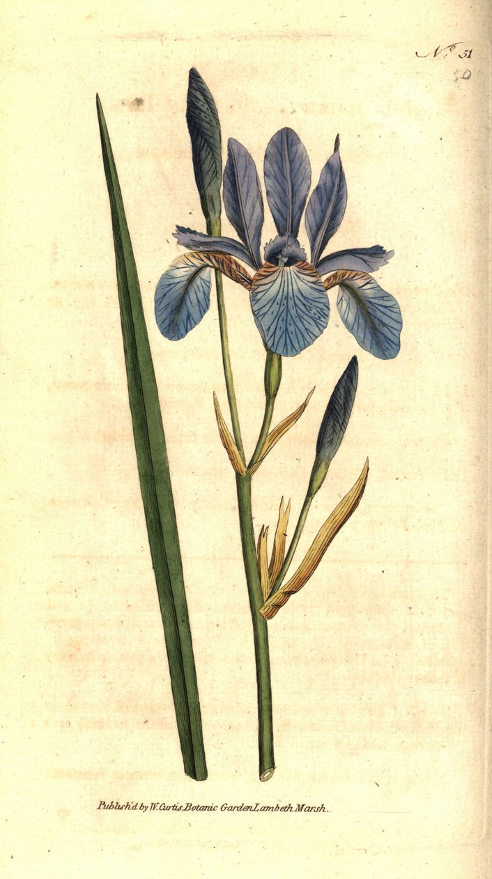 Sibirisk iris - Sibirisk iris, Iris sibirica. Handkolorerad kopparstick efter en botanisk illustration av James Sowerby från William Curtis