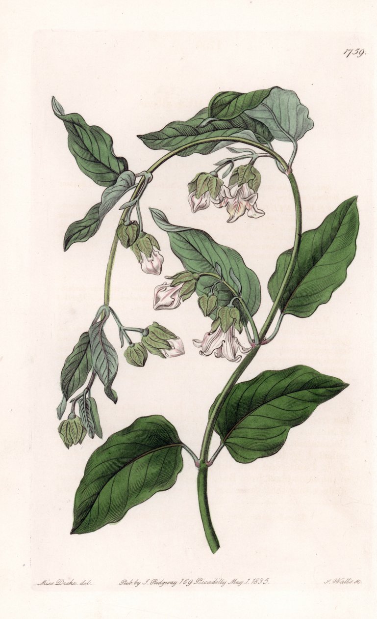 Sidenhållare Araujia - Tallrik graverad av S.Watts, från en illustration av Sarah Anne Drake (1803-1857), från Botanical Register of Sydenham Edwards (1768-1819), England av Sydenham Teast Edwards