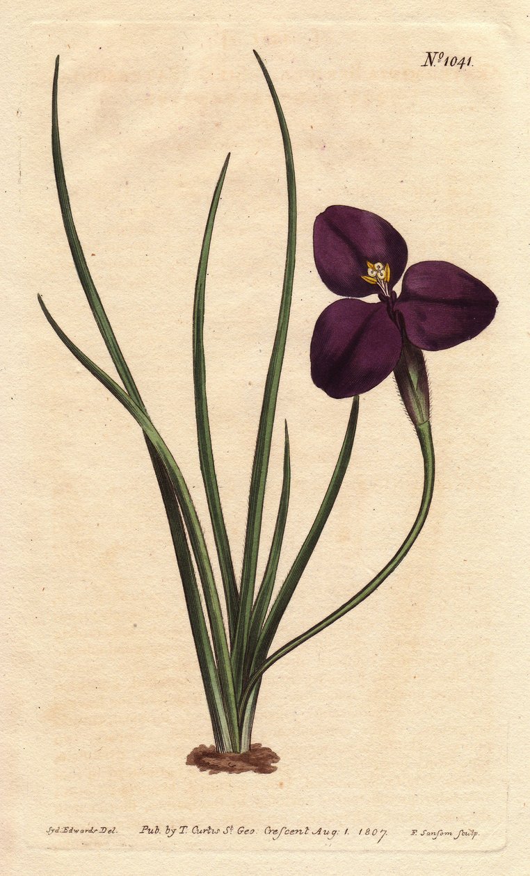 Silkeslen patersonia med mörklila blomma. Uppkallad efter överste Paterson, som studerade Australiens flora. Silkeslen patersonia med mörklila blomma. En infödd i Australien. Uppkallad efter överste Paterson, assisterande guvernör i New South Wales. Paters av Sydenham Teast Edwards