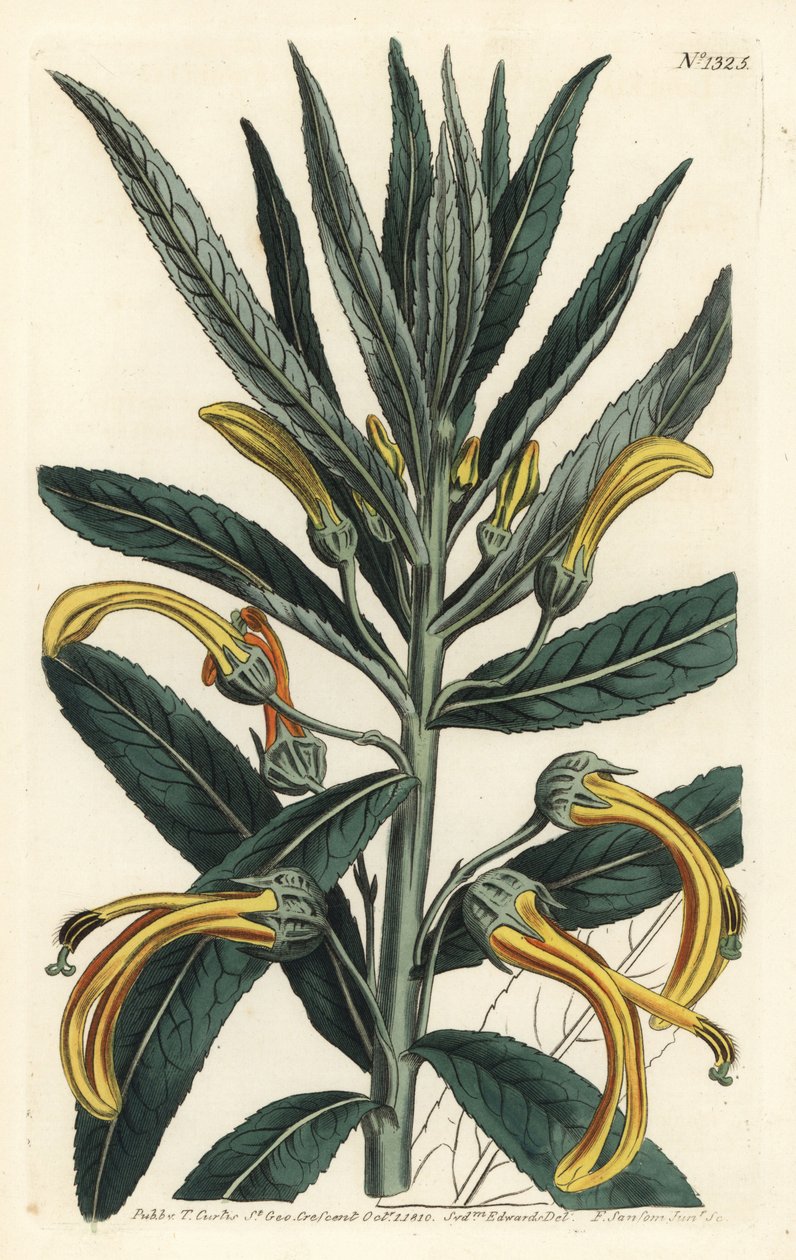 Siphocampylus giganteus, hotad (Gigantisk lobelia, Lobelia gigantea). Handkolorerad kopparstick av F. Sansom Jr. efter en illustration av Sydenham Edwards från William Curtis