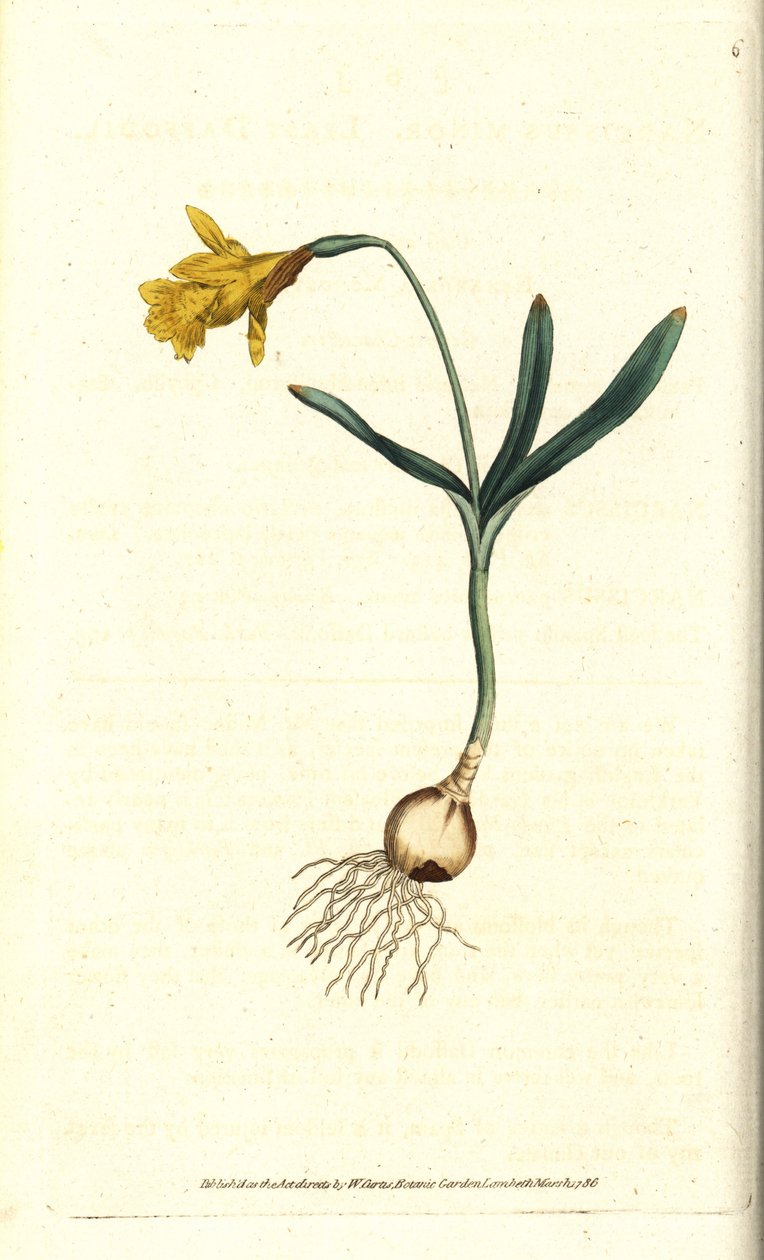Liten narcissus - Minst påsklilja, Narcissus pseudonarcissus subsp. moll (Narcissus minor). Handkolorerad kopparstick efter en botanisk illustration av James Sowerby från William Curtis