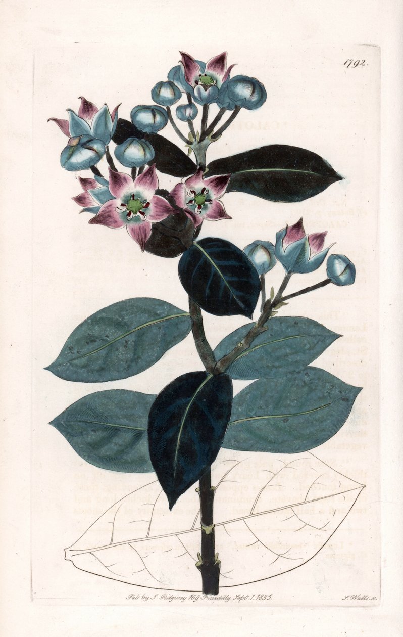 Sodom Apple Tree eller Silk Tree - Plåt graverad av S.Watts, från en illustration av Sarah Anne Drake (1803-1857), från Botanical Register of Sydenham Edwards (1768-1819), England av Sydenham Teast Edwards