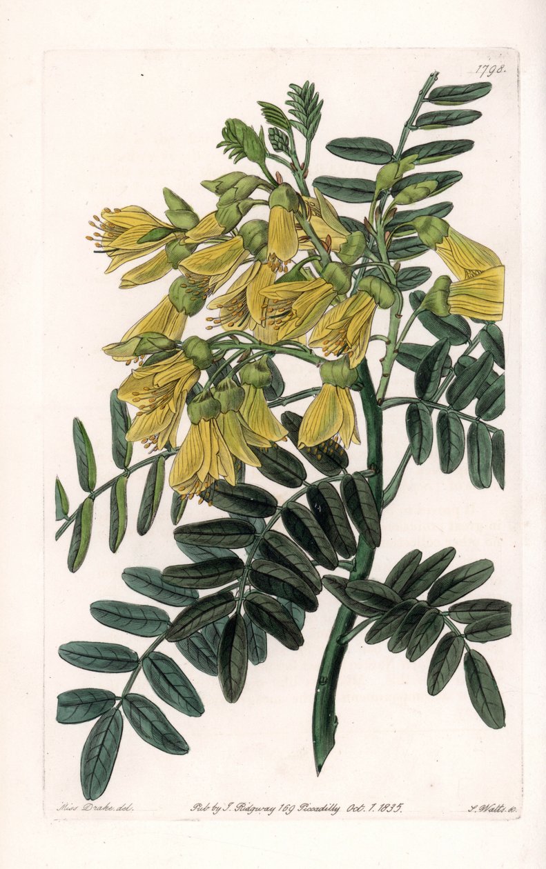 Sydamerikansk sophora variete - Graverad av S.Watts, från en illustration av Sarah Anne Drake (1803-1857), från Botanical Register of Sydenham Edwards (1768-1819), England av Sydenham Teast Edwards