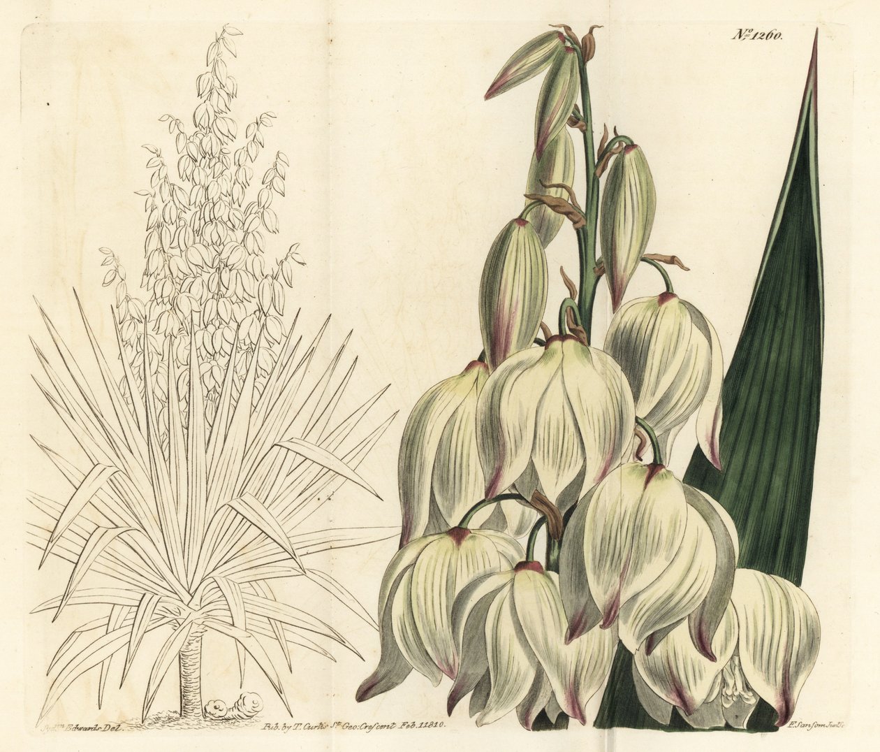 Spansk dolk eller superb Adams nål, Yucca gloriosa. Handkolorerad kopparstick av F. Sansom Jr. efter en illustration av Sydenham Edwards från William Curtis