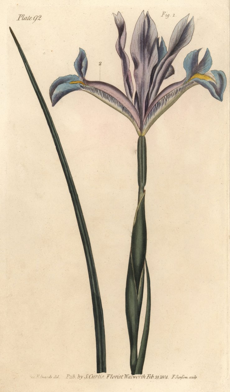 Spansk iris, Iris xiphium. Handkolorerad kopparstick av F. Sansom av en botanisk illustration av Sydenham Edwards för William Curtis