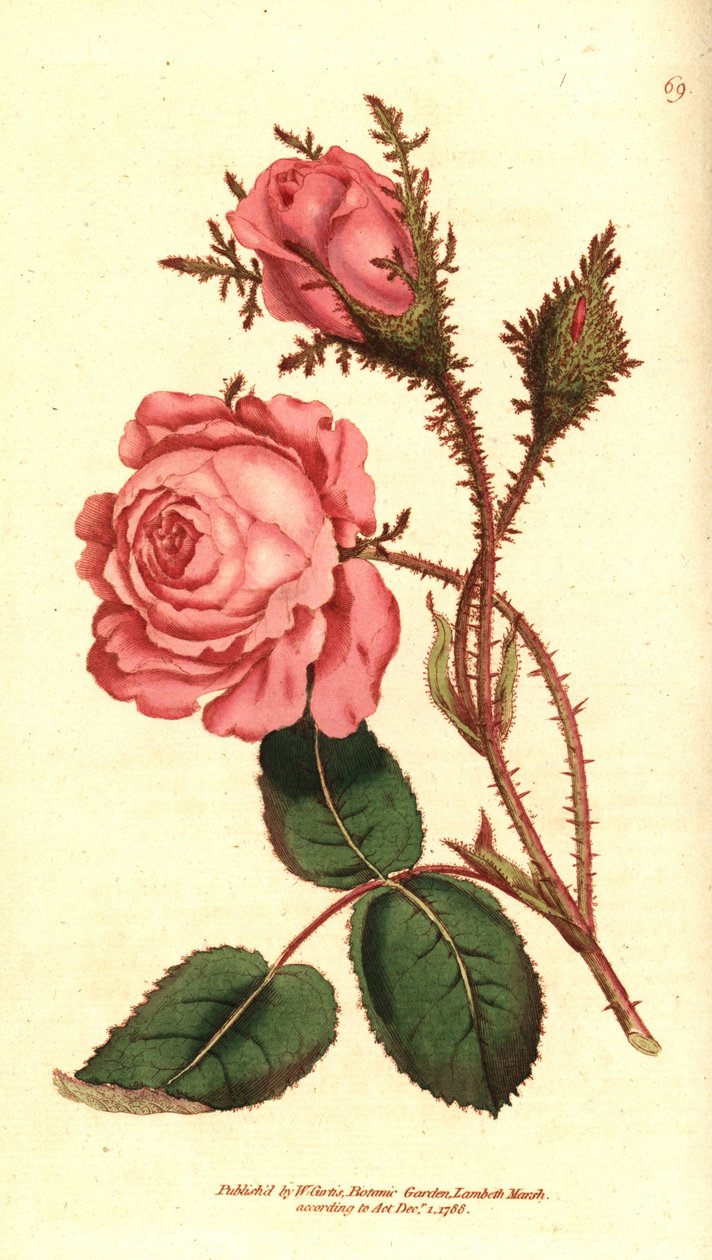 Mousserande ros (mousserande ros) - Rosa mossa, Rosa centifolia f. muscosa (Rosa muscosa). Handkolorerad kopparstick efter en botanisk illustration från William Curtis The Botanical Magazine, Lambeth Marsh, London av Sydenham Teast Edwards