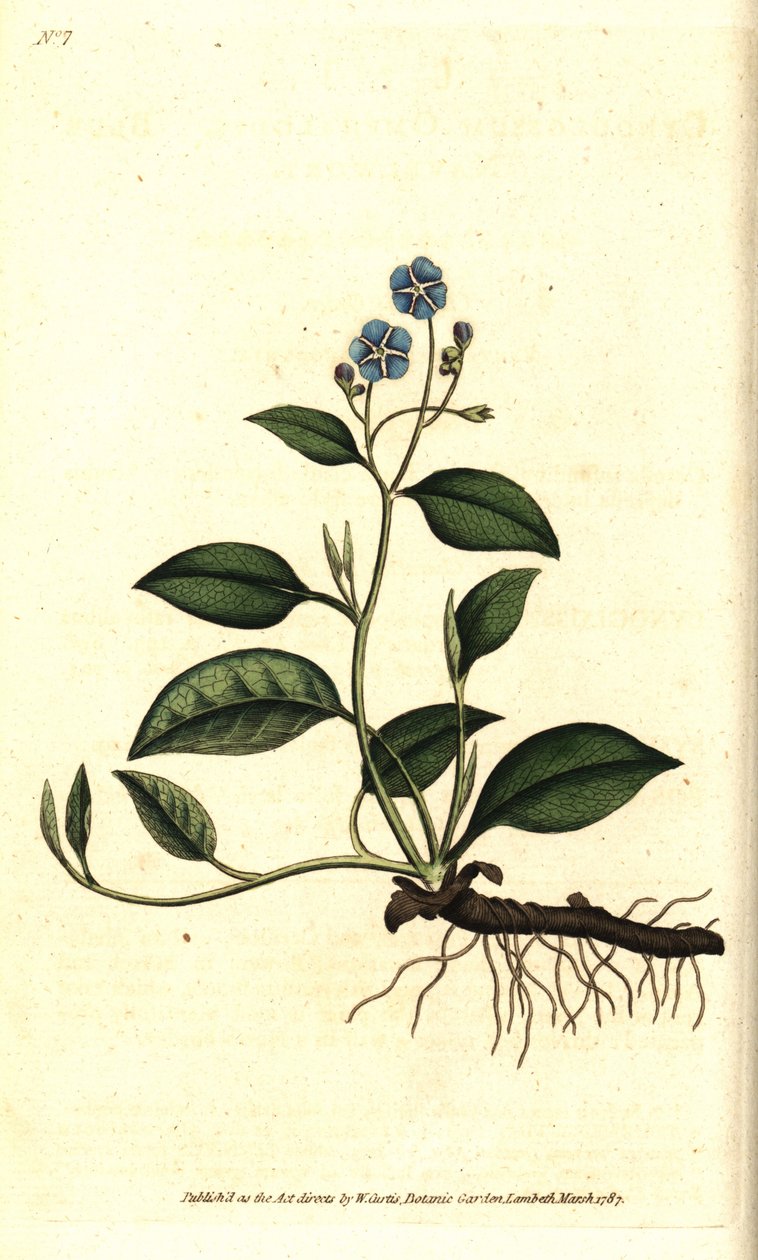 Spring Omphalodes eller Printaniere Little Borage - Krypande navelört, Omphalodes verna (blå navelört, Cynoglossum omphalodes). Handkolorerad kopparstick efter en botanisk illustration av James Sowerby från William Curtis