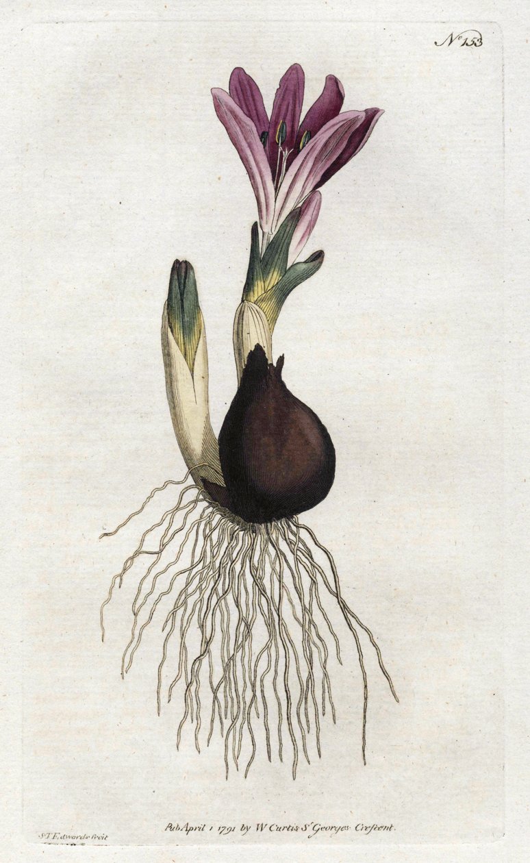 Spring bulbocode eller campanette - Litografi av Sydenham Edwards (1768-1819), från William Curtis