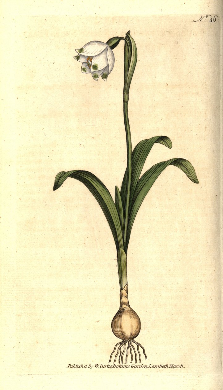 Vårnivå eller Claudinette - Vårsnöflinga, Leucojum vernum. Handkolorerad kopparstick efter en botanisk illustration av James Sowerby från William Curtis