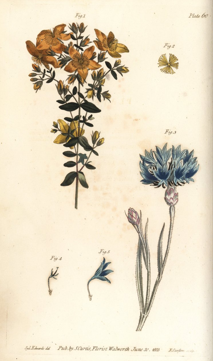 Johannesört, Hypericum perforatum, Polyadelphia av Sydenham Teast Edwards