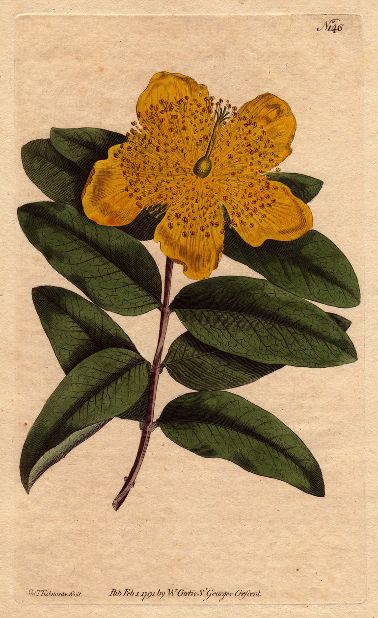 Johannesört med breda gula blommor. Storblommig johannesört med gula blommor. Hypericum calycinum. Handfärgad kopparstick från en botanisk illustration av Sydenham Edwards från William Curtis "" Botanical Magazine"" 1790-1800. av Sydenham Teast Edwards