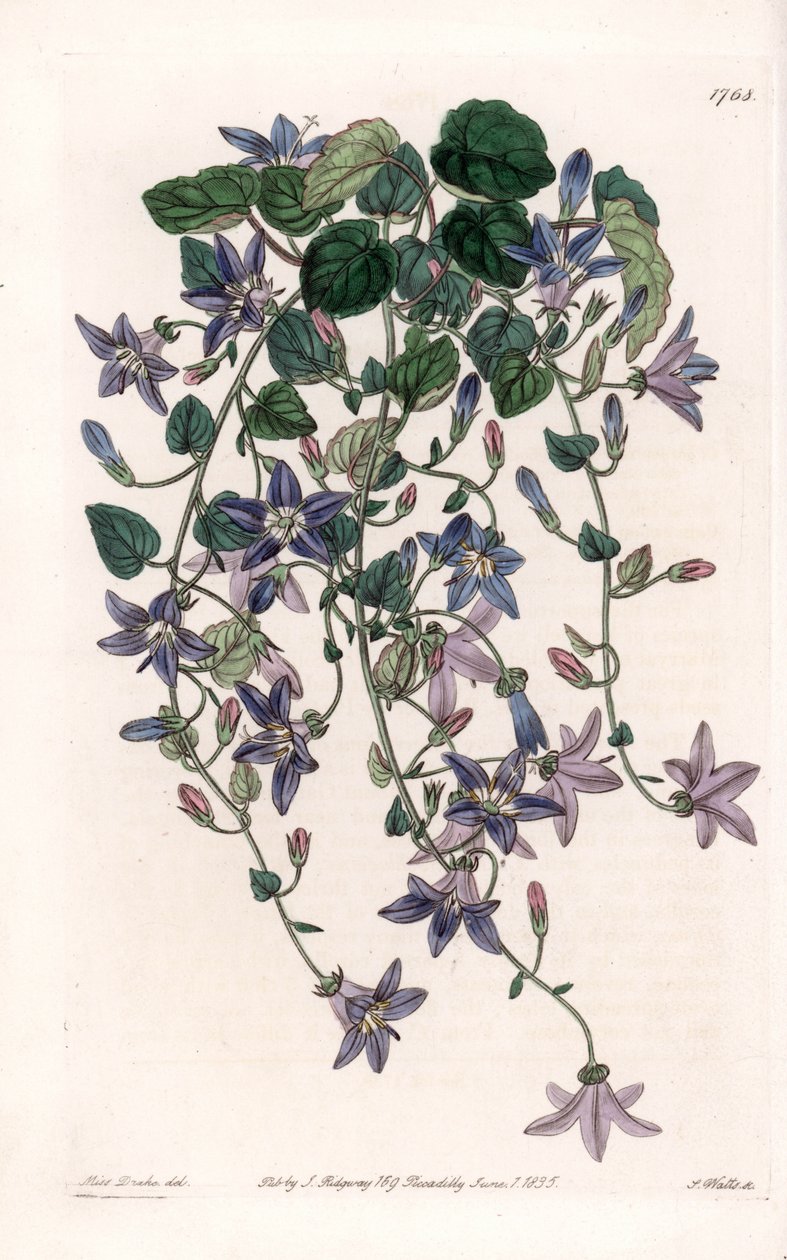 Stjärnkampanul - Plåt graverad av S.Watts, från en illustration av Sarah Anne Drake (1803-1857), från Botanical Register of Sydenham Edwards (1768-1819), England av Sydenham Teast Edwards