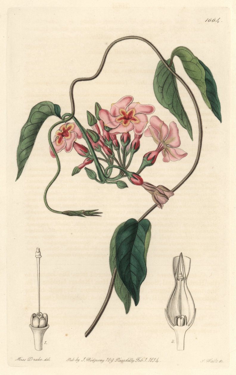 Stellar echite, infödd i Brasilien - Water forte av S. Watts från en illustration av Sarah Anne Drake (1803-1857), från det botaniska registret av Sydenham Teast Edwards