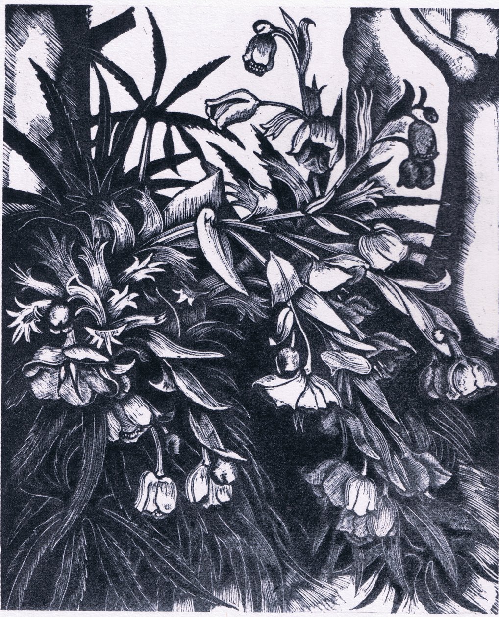Stinking Hellebore, Natura i Peretania lomia e Collinsswed av Sydenham Teast Edwards
