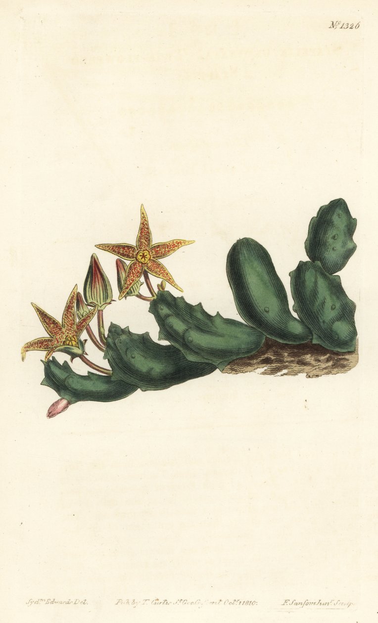 Stisseria geminata (Tvåblommig stapelia, Stapelia geminata). Handkolorerad kopparstick av F. Sansom Jr. efter en illustration av Sydenham Edwards från William Curtis