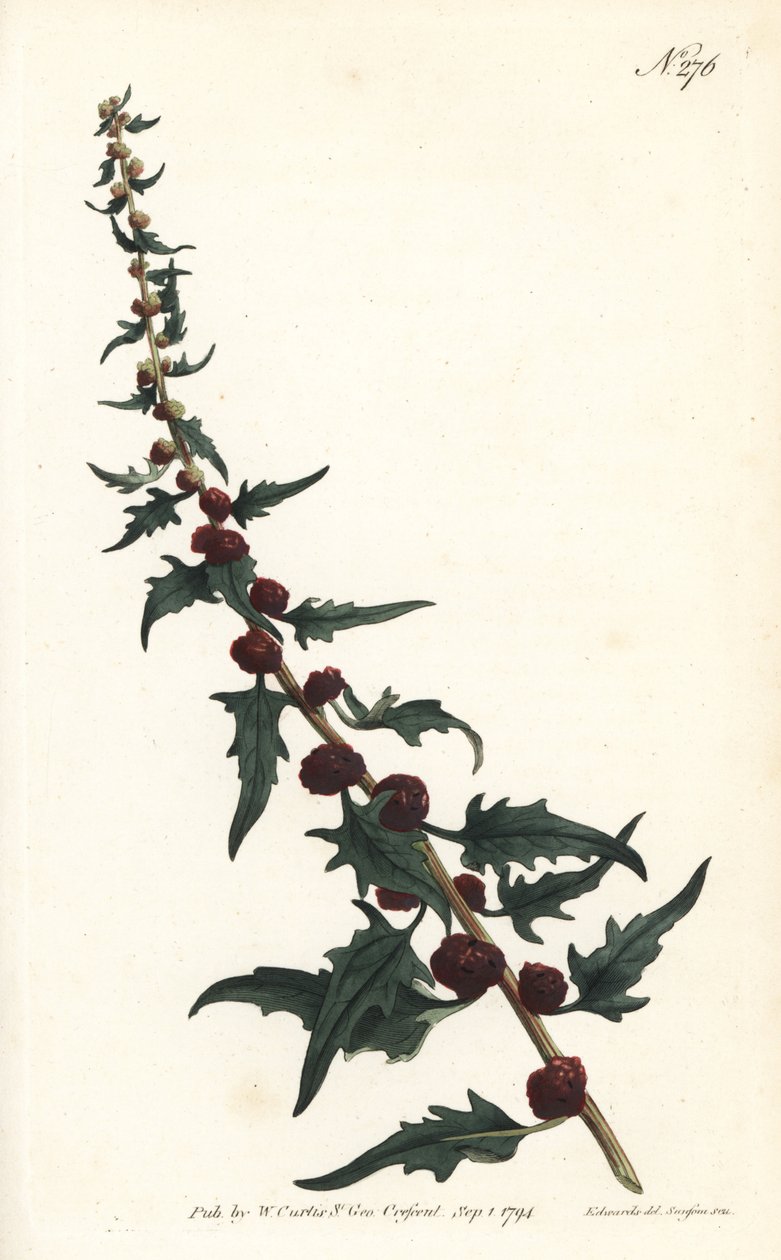 Jordgubbsspinard i baguette - Bladig gåsfot, Chenopodium foliosum (Strawberry blite, Blitum virgatum). Handfärgad kopparstick av Sansom efter en illustration av Sydenham Edwards från William Curtis