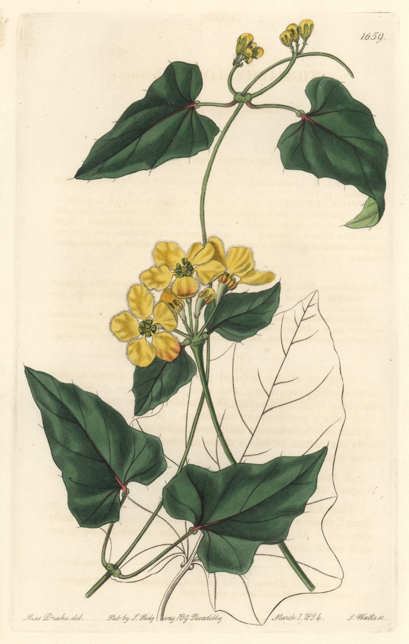 Stigmaphyllon, infödd i Sydamerika - Strong water av S. Watts från en illustration av Sarah Anne Drake (1803-1857), från Botanical Register av Sydenham Teast Edwards