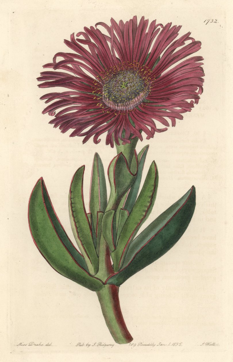 Suckulentväxt Carpobrotus, infödd i Sydafrika - Strong water av S. Watts från en illustration av Sarah Anne Drake (1803-1857), från Botanical Register av Sydenham Teast Edwards