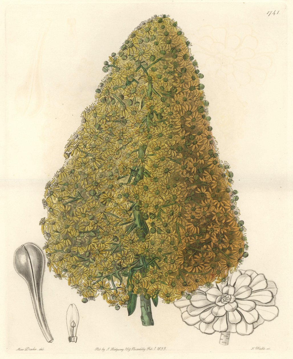 Suckulentväxt, blomma av Aenium, infödd på Kanarieöarna - Strong water av S. Watts från en illustration av Sarah Anne Drake (1803-1857), från det botaniska registret av Sydenham Teast Edwards