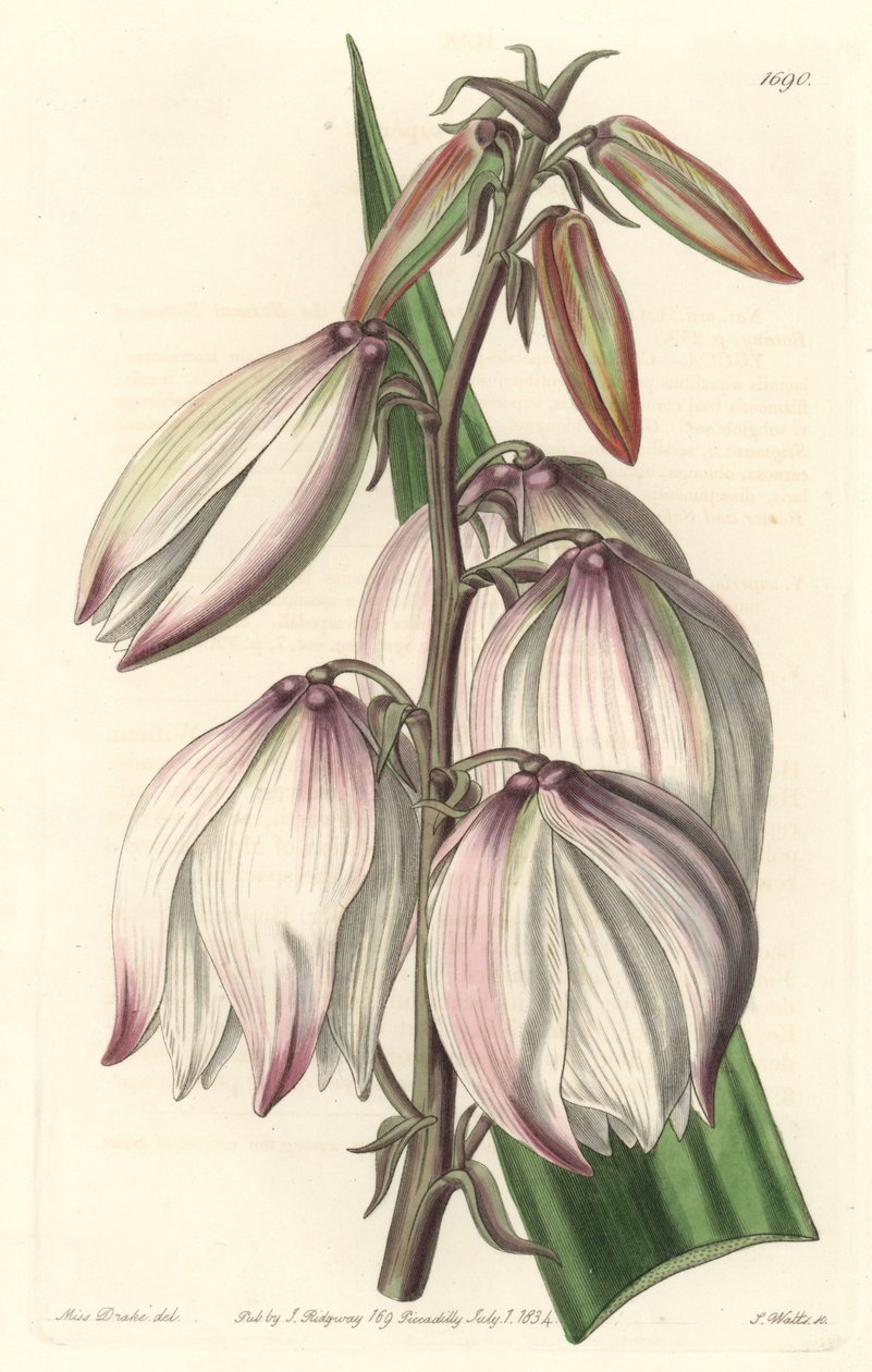 Superb Yucca - Water forte av S. Watts från en illustration av Sarah Anne Drake (1803-1857), från Botanical Register av Sydenham Teast Edwards