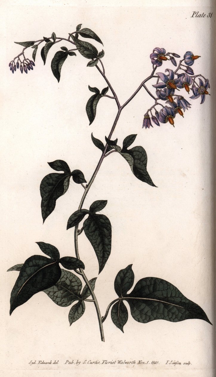 Söt bitter eller bitter söt nattskugga. Färgad kopparstick, illustration av Sydenham Edwards (1768-1819) för Conferences of Botanical, Botanical Garden of Lambeth (England) av Sydenham Teast Edwards