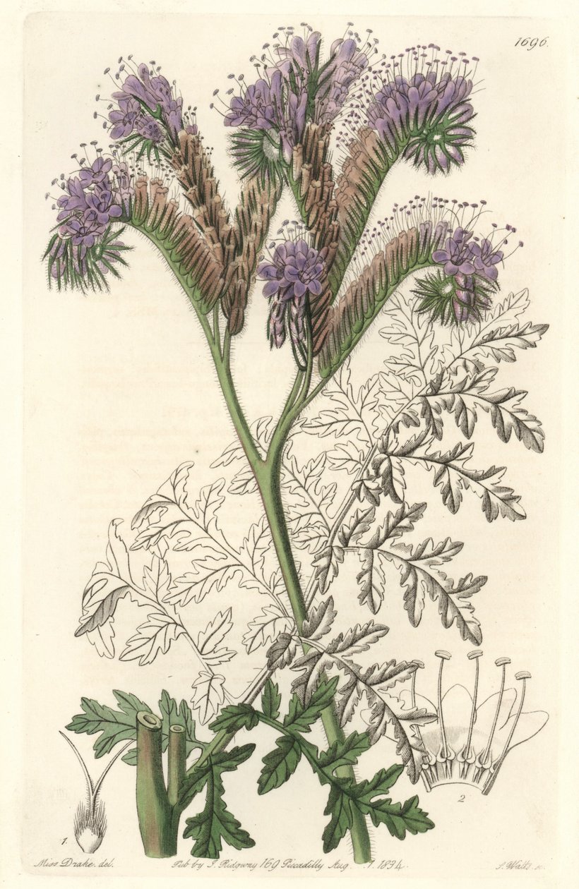 Tansy leaf phacelia, infödd i Kalifornien - Water forte av S. Watts från en illustration av Sarah Anne Drake (1803-1857), från Botanical Register av Sydenham Teast Edwards