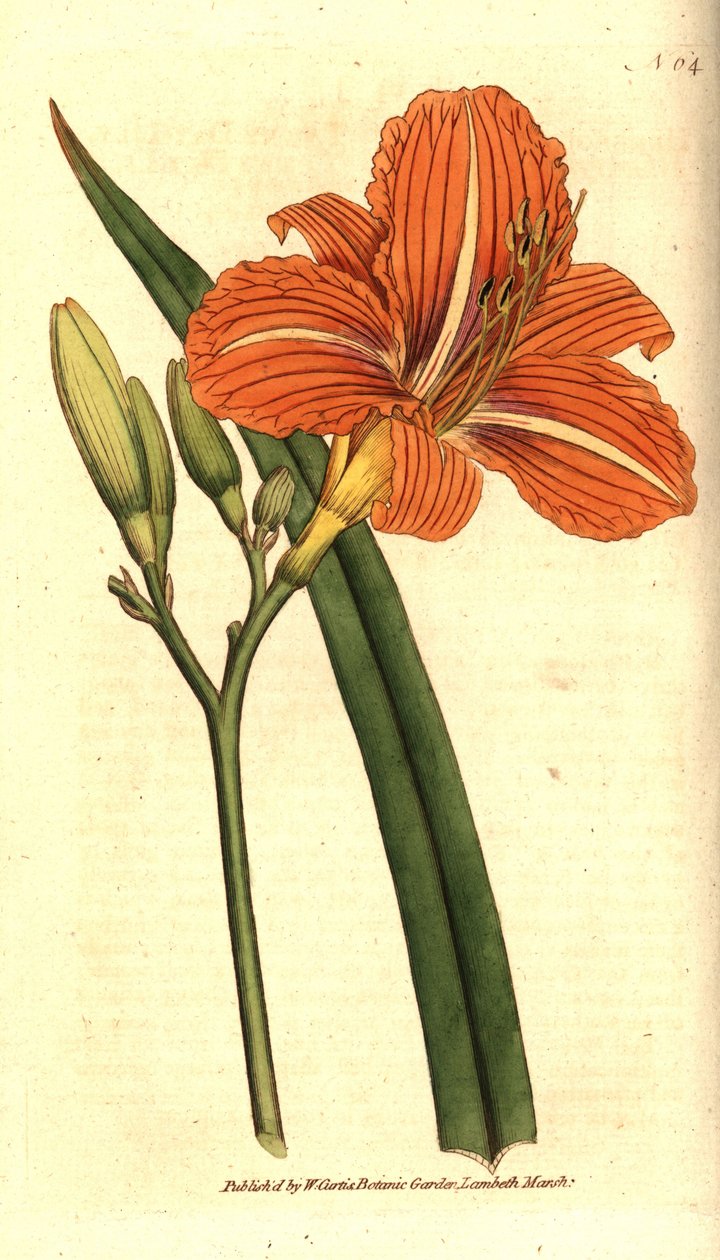 Tawny daglilja, Hemerocallis fulva. Handkolorerad kopparstick efter en botanisk illustration från William Curtis The Botanical Magazine, Lambeth Marsh, London av Sydenham Teast Edwards