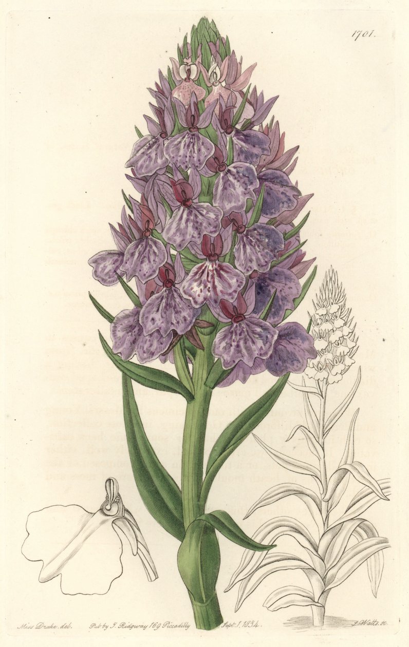 Terrestra orkidé, endemisk på ön Madeire - Water forte av S. Watts från en illustration av Sarah Anne Drake (1803-1857), från det botaniska registret av Sydenham Teast Edwards