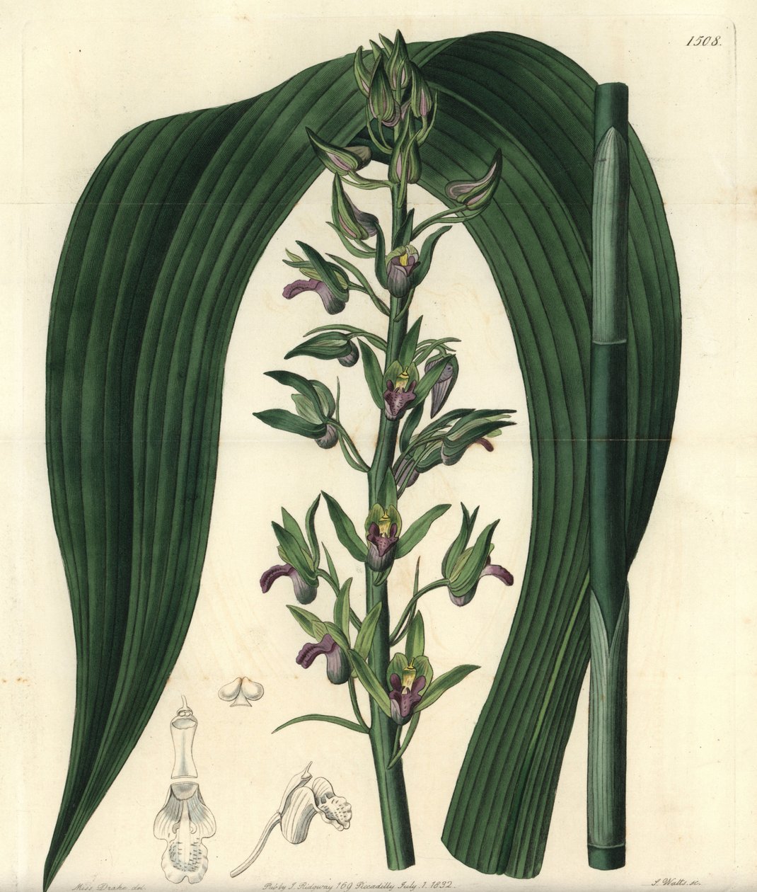 Terrestrial orkidé variant - Vild kokosorkidé, Eulophia alta (Woodfords cyrtopodium, Cyrtopodium woodfordii). Handkolorerad kopparstick av S. Watts efter en illustration av Miss Sarah Drake från Sydenham Edwards