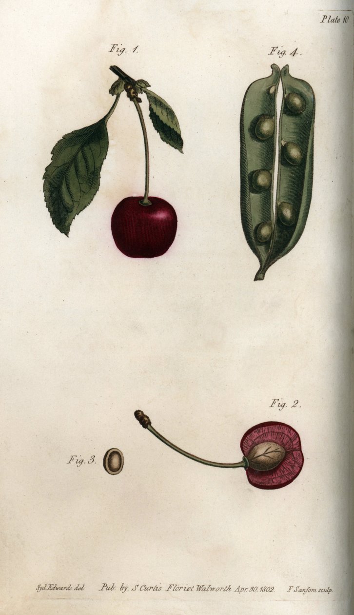 Ärtsäcken (baljväxt) och delen av frukten av körsbär (eller vildkörsbär eller fåglar). Färgad kopparstick, illustration av Sydenham Edwards (1768-1819) för Conferences of Botanical, Botanical Garden of Lambeth (England) av Sydenham Teast Edwards