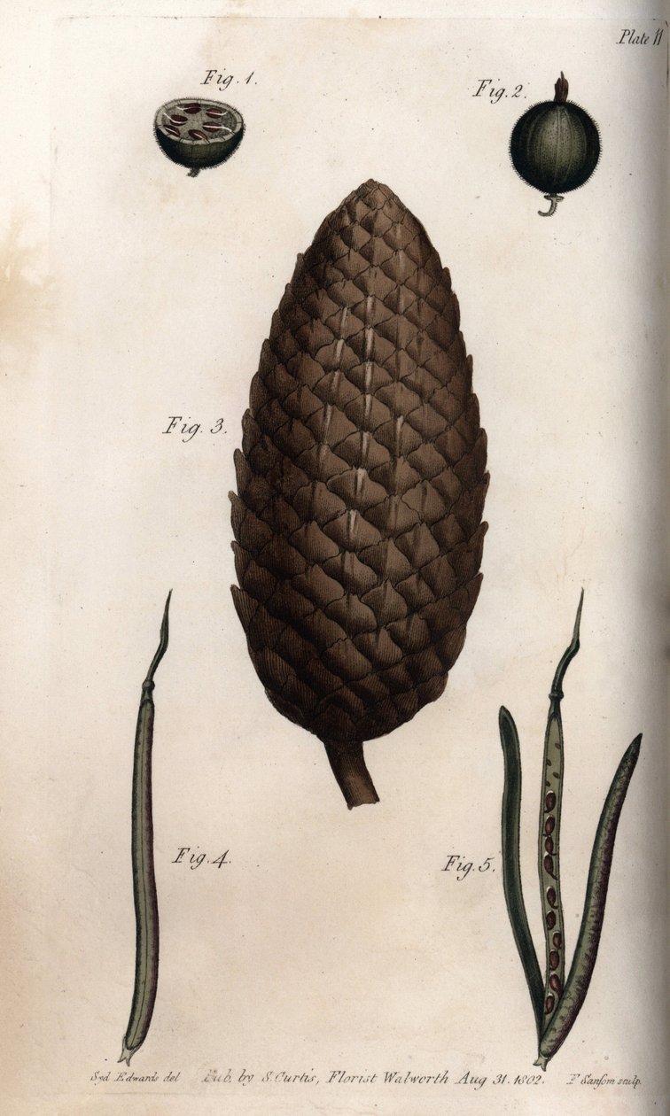 Krusbärssäcken har makrill, frukt av tall och klöverväggar (eller ravenell). Färgad kopparstick, illustration av Sydenham Edwards (1768-1819) för Conferences of Botanical, Botanical Garden of Lambeth (England) av Sydenham Teast Edwards