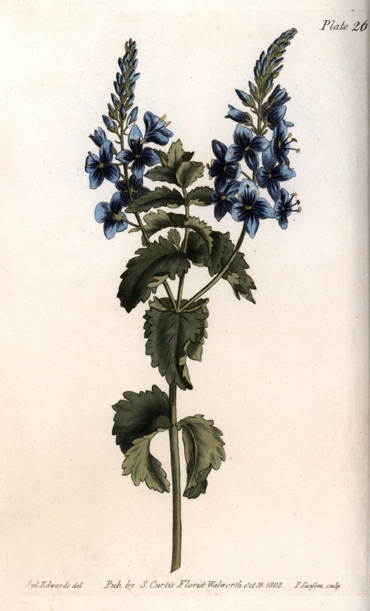 Veronica lilla ek eller falsk germandree. Färgad kopparstick, illustration av Sydenham Edwards (1768-1819) för Conferences of Botanical, Botanical Garden of Lambeth (England) av Sydenham Teast Edwards