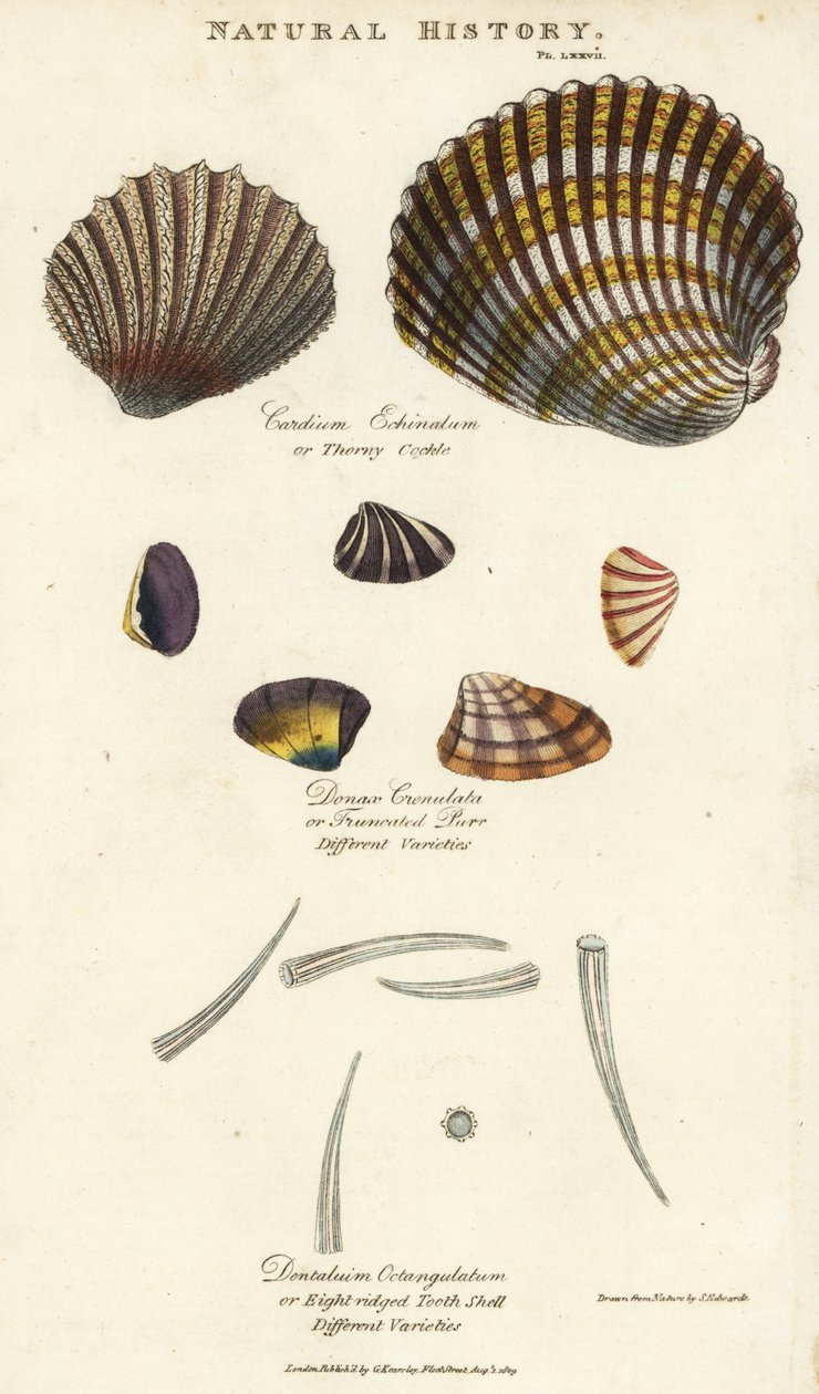Taggig hjärtmussla, Cardium echinatum, stympad spinna, Donax crenulata och åttakantigt tandskal, Dentalium octangulatum. Handfärgad kopparstick efter Sydenham Edwards från John Mason Goods Pantologia, a New Encyclopedia, G. Kearsley, London av Sydenham Teast Edwards