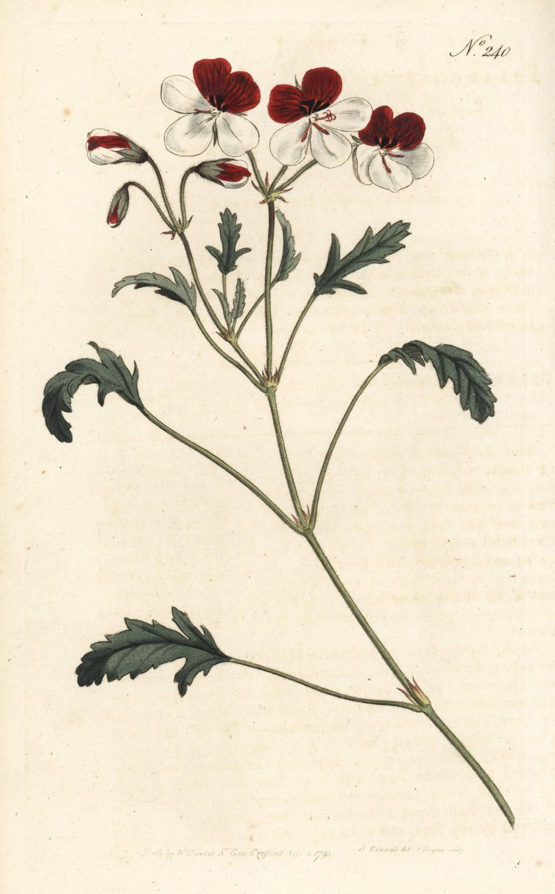 Trefärgad krannäbb, Pelargonium tricolor. Handfärgad kopparstick av Sansom efter en illustration av Sydenham Edwards från William Curtis