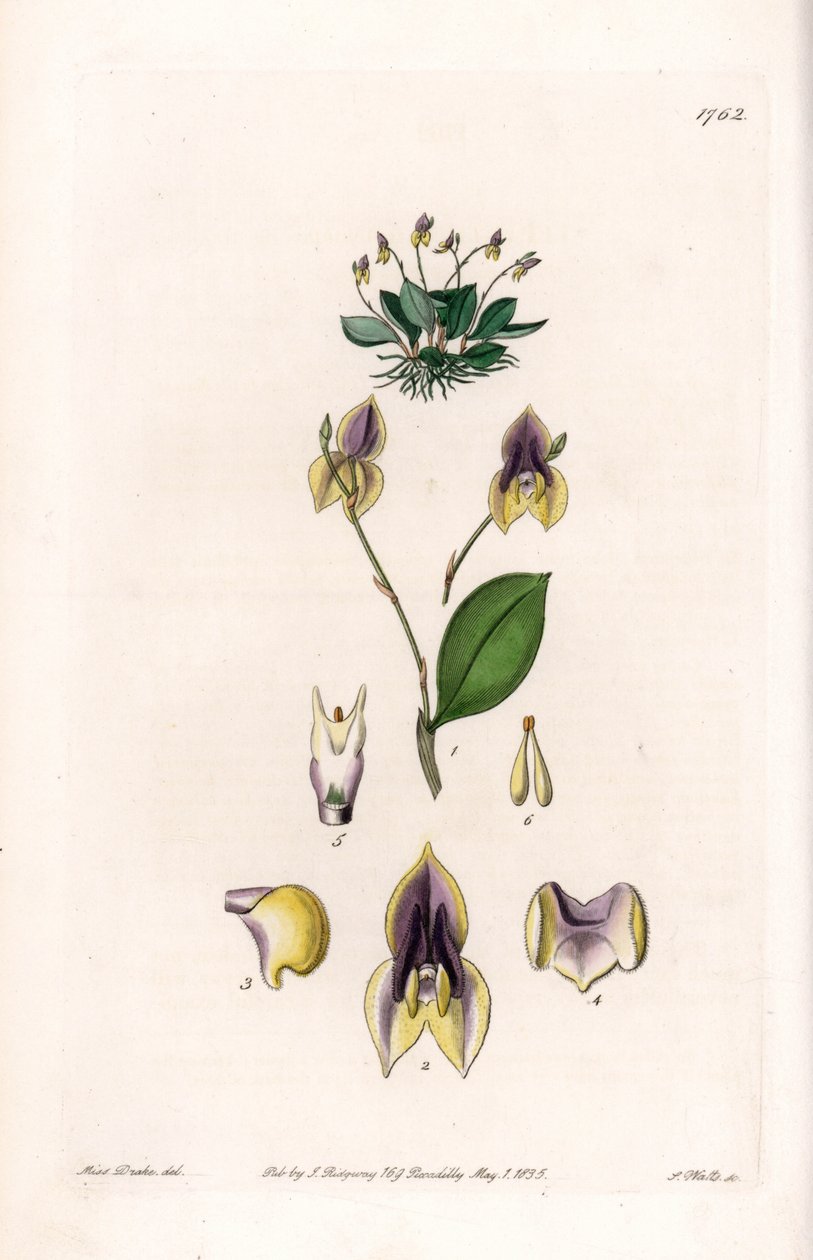 Three teeth Lepanthe - Plåt graverad av S.Watts, från en illustration av Sarah Anne Drake (1803-1857), från Botanical Register of Sydenham Edwards (1768-1819), England av Sydenham Teast Edwards