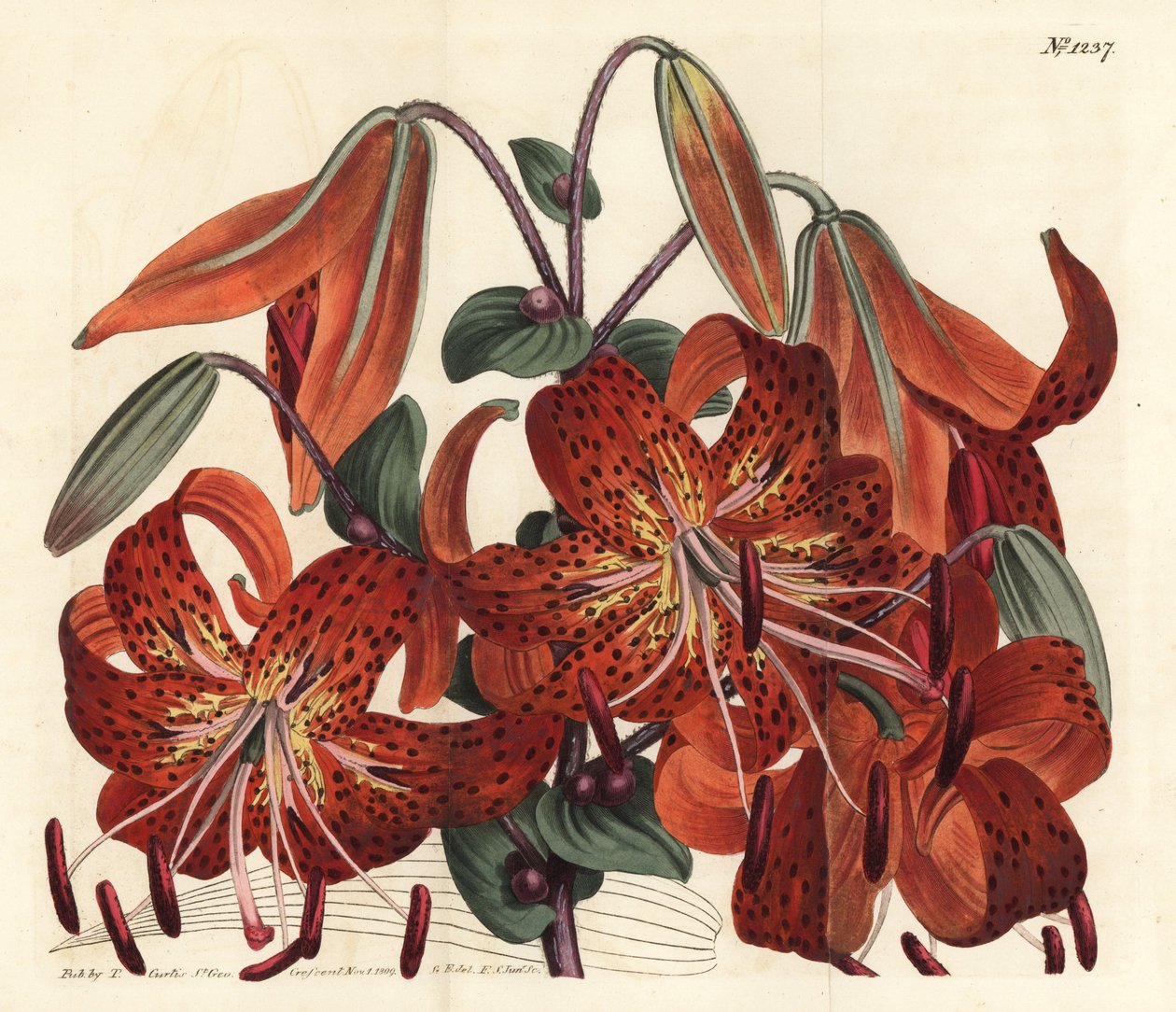 Tigerlilja - Tigerlilja, Lilium lancifolium (Tygerfläckig kinesisk lilja, Lilium tigrinum). Handkolorerad kopparstick av F. Sansom Jr. efter en illustration av Sydenham Edwards från William Curtis
