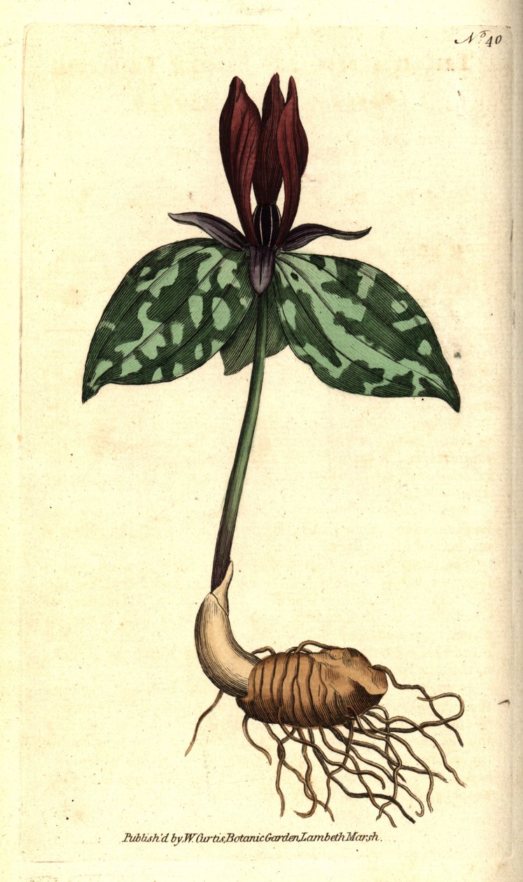 Toadshade eller fastsittande trillium, Trillium sessile. Handkolorerad kopparstick efter en botanisk illustration av James Sowerby från William Curtis