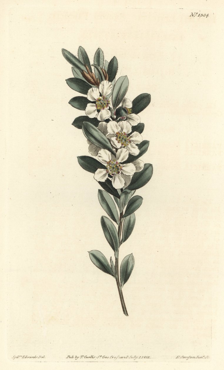 Träd en eller australisk myrten - Coastal tea tree, Leptospermum laevigatum (Slät fabricia, Fabricia laevigata). Handfärgad kopparstick av F. Sansom Jr. efter en illustration av Sydenham Edwards från William Curtis