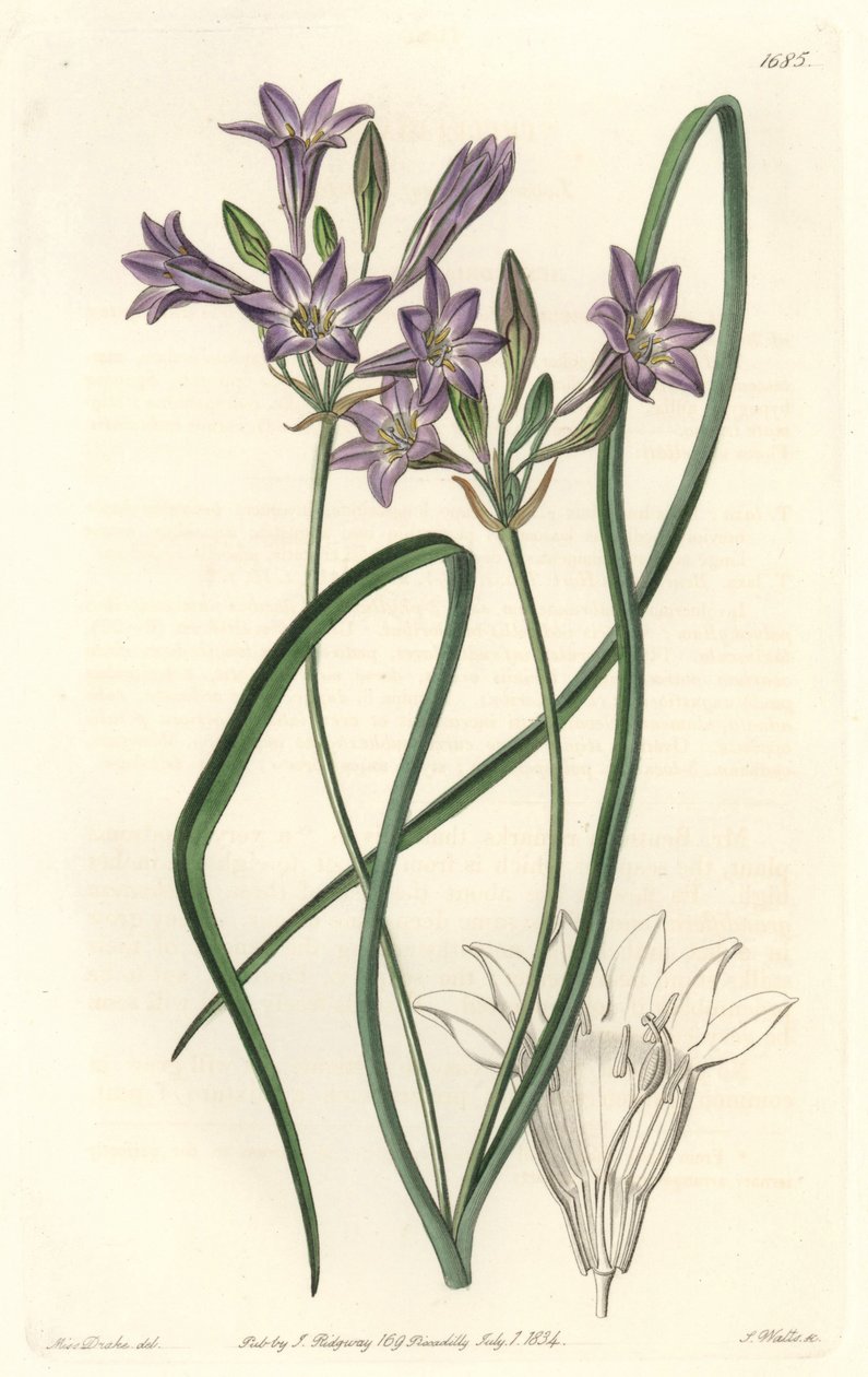 Triteleia ou brodiacea lache - Water forte av S. Watts från en illustration av Sarah Anne Drake (1803-1857), från det botaniska registret av Sydenham Teast Edwards