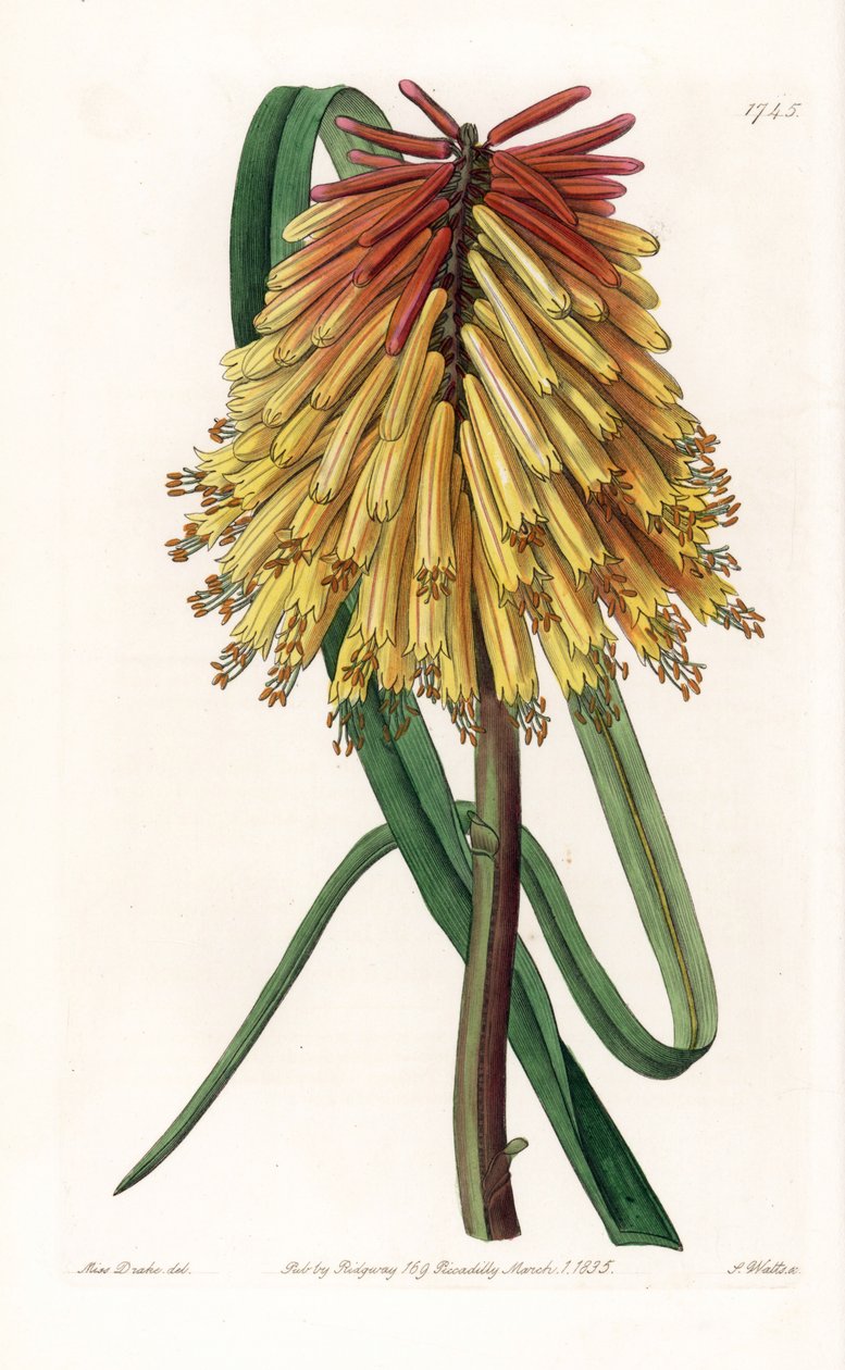 Tritome ett långt gäng eller satans tison - Plåt graverad av S.Watts, från en illustration av Sarah Anne Drake (1803-1857), från Botanical Register of Sydenham Edwards (1768-1819), England av Sydenham Teast Edwards