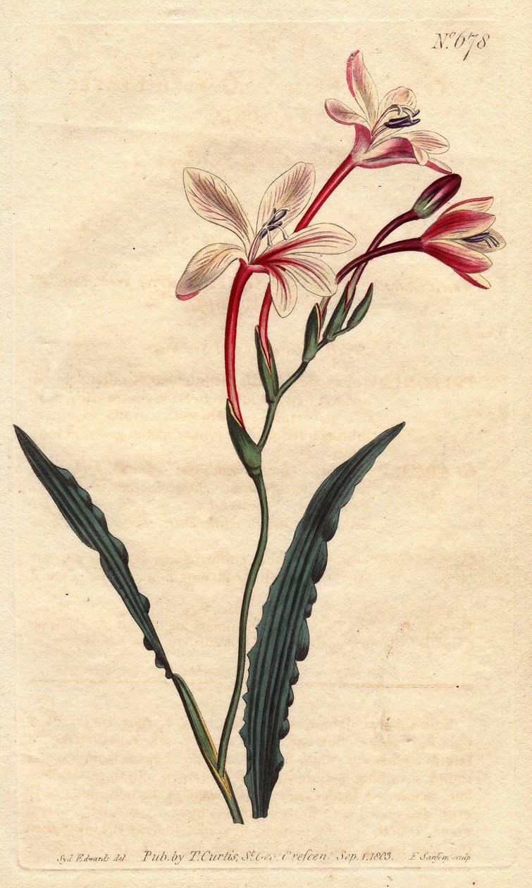 Tritonia har ett lockigt blad och rosa, röda och vita blommor, infödda i Sydafrika. Böjd bladtritonia med rosa, röda och vita blommor. En infödd i Sydafrika. Tritonia crispa. Handkolorerad kopparstick från en botanisk illustration b av Sydenham Teast Edwards
