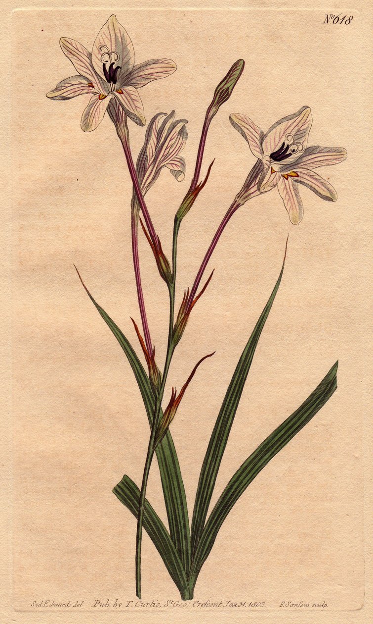 Tritonie har långa rör, med rosa fot och vita blommor ådrade med ros. Lång tubad tritonia med rosa stjälkar och rosa ådrade vita blommor.Tritonia capensis. Handfärgad kopparstick från en botanisk illustration av Sydenham Edwards från Will av Sydenham Teast Edwards