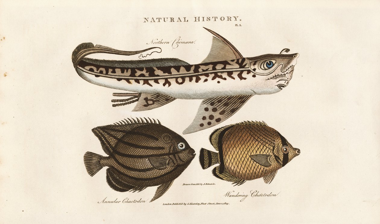 Tropiska fiskar: Nordlig Remora och fjärilsfisk av Sydenham Teast Edwards