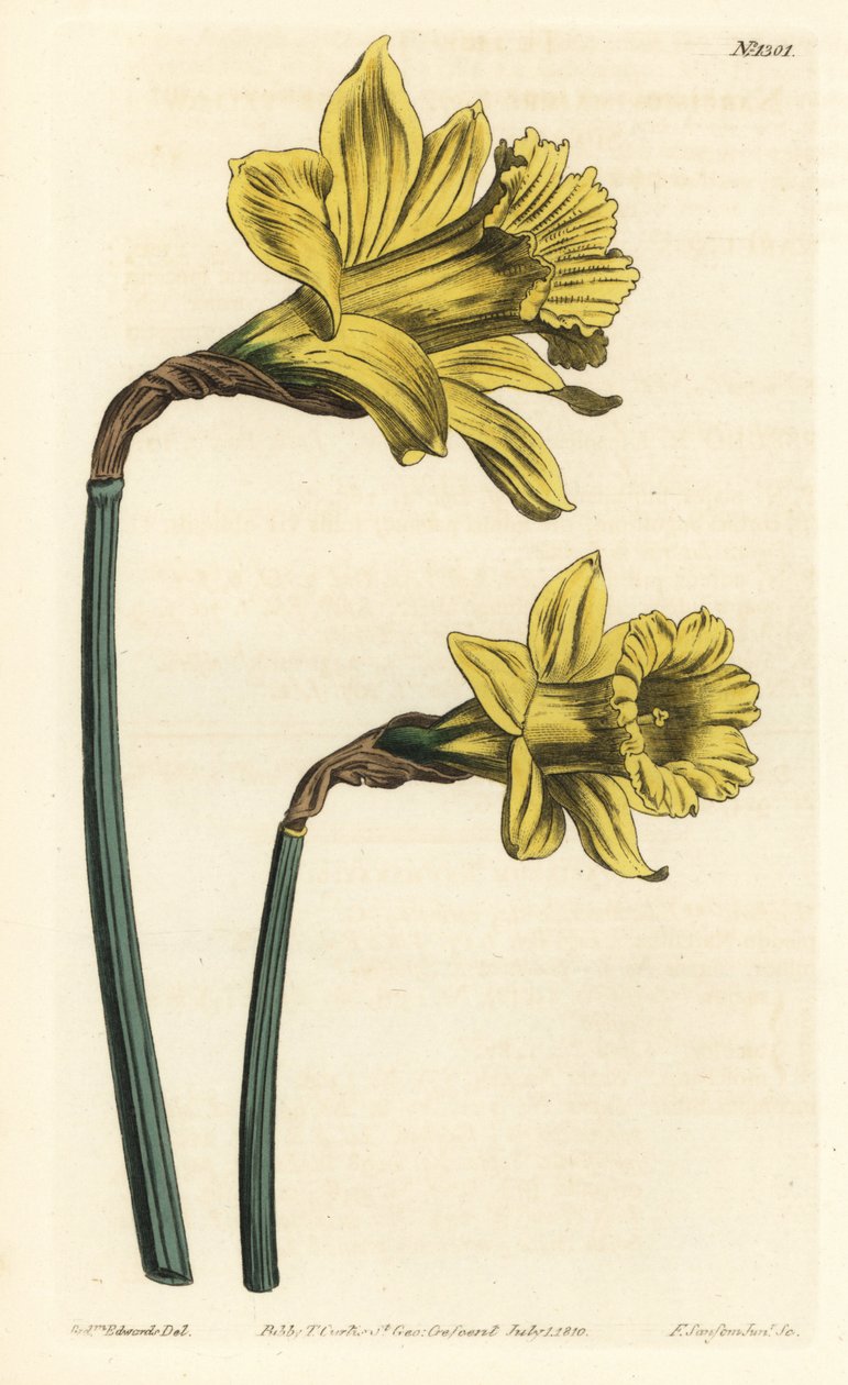 Trumpetpåsklilja, Narcissus hispanicus (stor gul spansk narcissus, Narcissus major). Handkolorerad kopparstick av F. Sansom Jr. efter en illustration av Sydenham Edwards från William Curtis