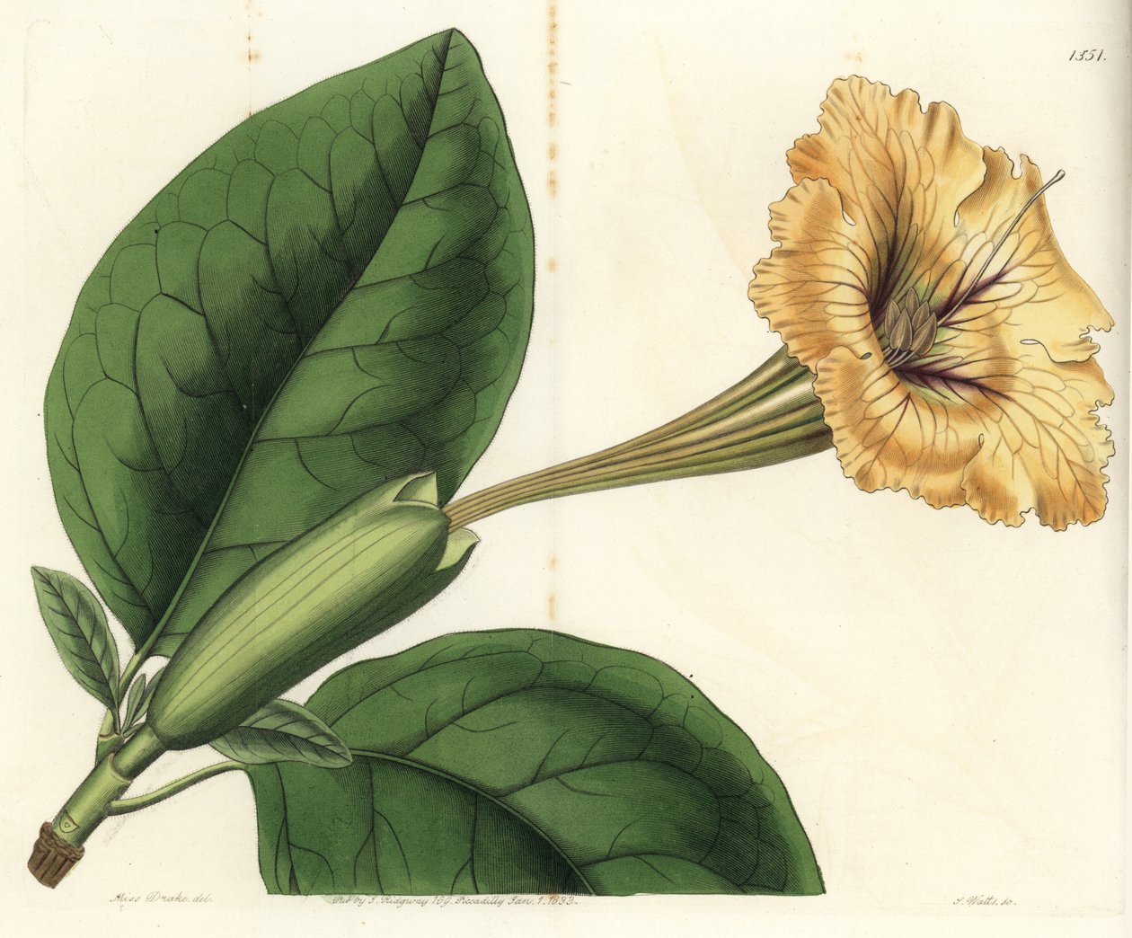 Trumpetlian eller bägare med guld - Bägareranka eller fläckblommig solandra, Solandra guttata. Handkolorerad kopparstick av S. Watts efter en illustration av Miss Sarah Drake från Sydenham Edwards