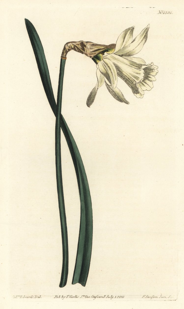 Trumpetnarcissus - Mindre vit spansk påsklilja, Narcissus pseudonarcissus subsp. moschatus (Narcissus moschatus). Handfärgad kopparstick av F. Sansom Jr. efter en illustration av Sydenham Edwards från William Curtis