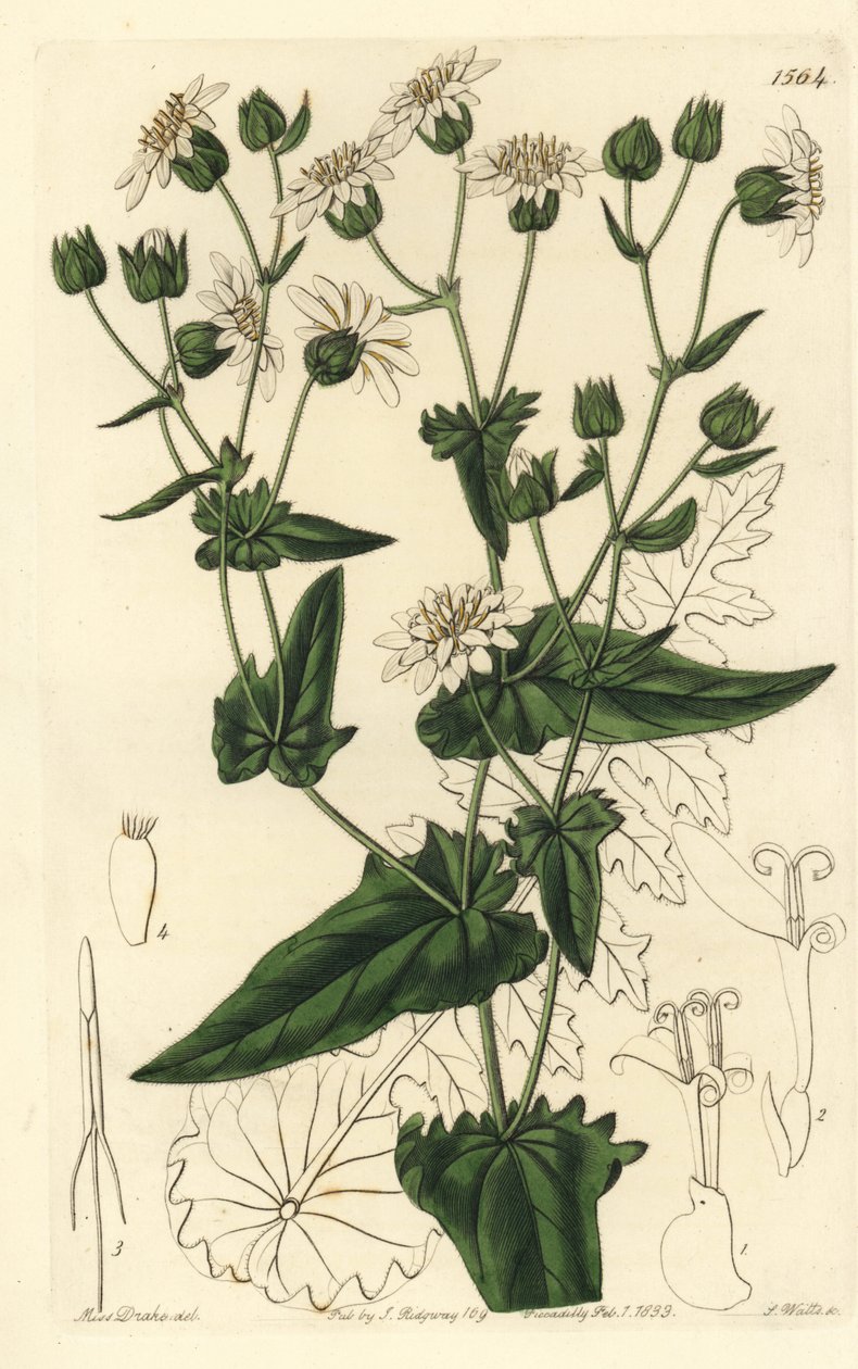 Rova-bladig mysk-sackor, Moscharia pinnatifida. Handkolorerad kopparstick av S. Watts efter en illustration av Miss Sarah Drake från Sydenham Edwards